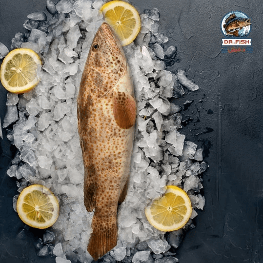 هامور مقلي  old